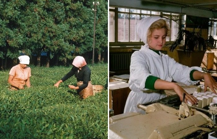 Почему плиточный чай не был популярным в СССР