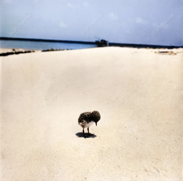 Исторические шедевры. Потрясно!