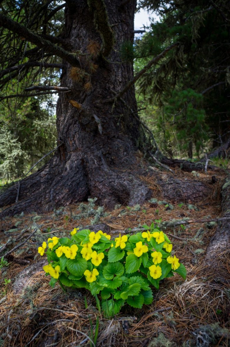 Цветущий Алтай — завораживающее зрелище