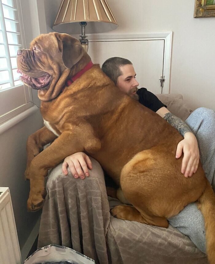 Огромные собаки