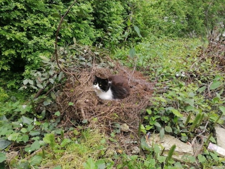 Котики в гнезде