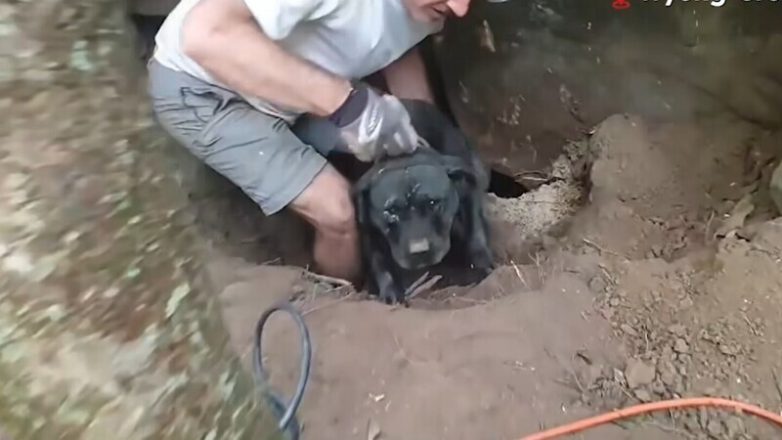 На прогулке пёс упал в глубокую пещеру
