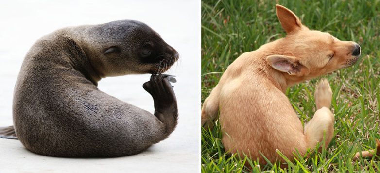 Морские котики на самом деле… морские собачки!