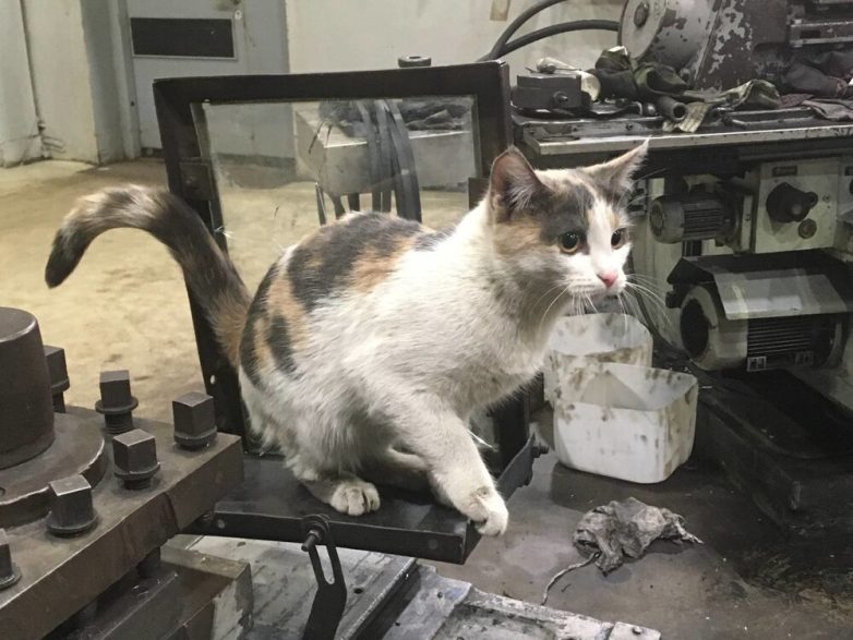 Интересные истории котиков, которые всю свою жизнь прожили на заводах