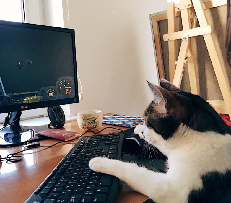 Коты, знающие толк в компьютерах