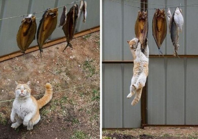 Коты грабители