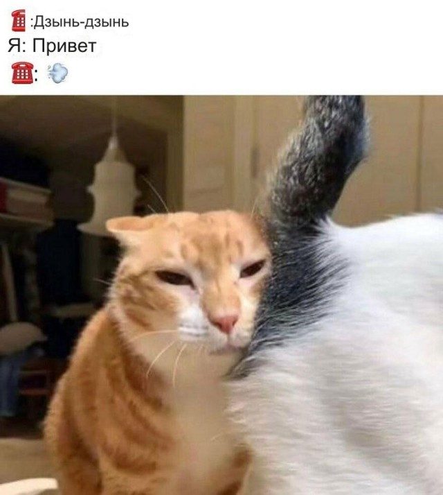 Коты, которые поднимут вам настроение