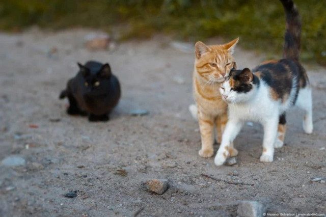 Смешных кошек вам в ленту