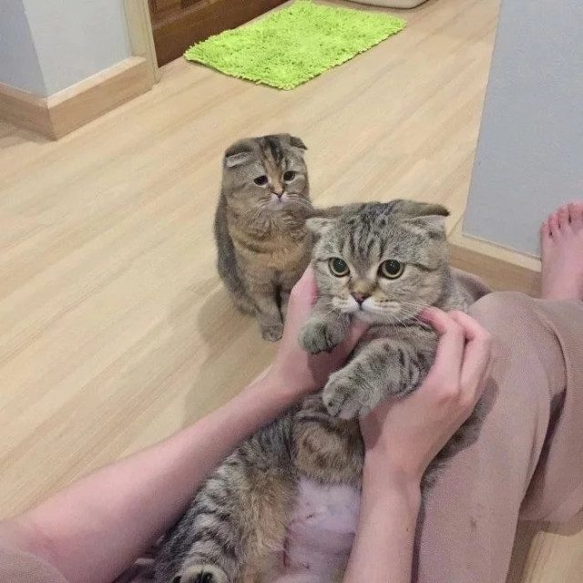 Смешных кошек вам в ленту