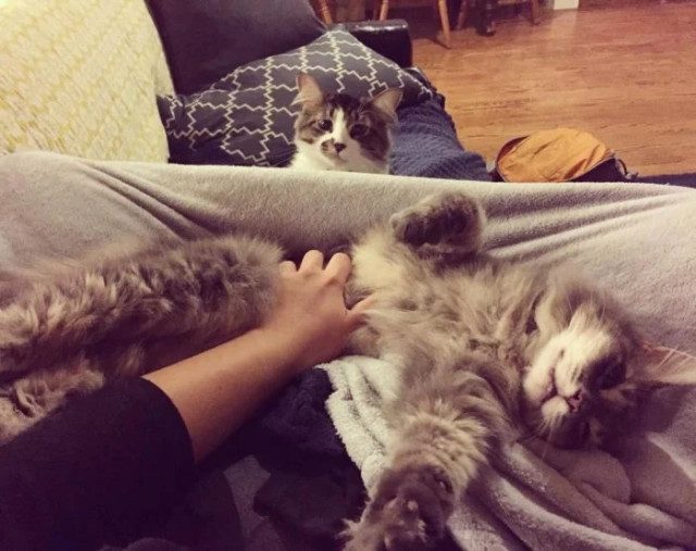 Смешных кошек вам в ленту